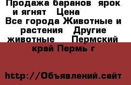 Продажа баранов, ярок и ягнят › Цена ­ 3 500 - Все города Животные и растения » Другие животные   . Пермский край,Пермь г.